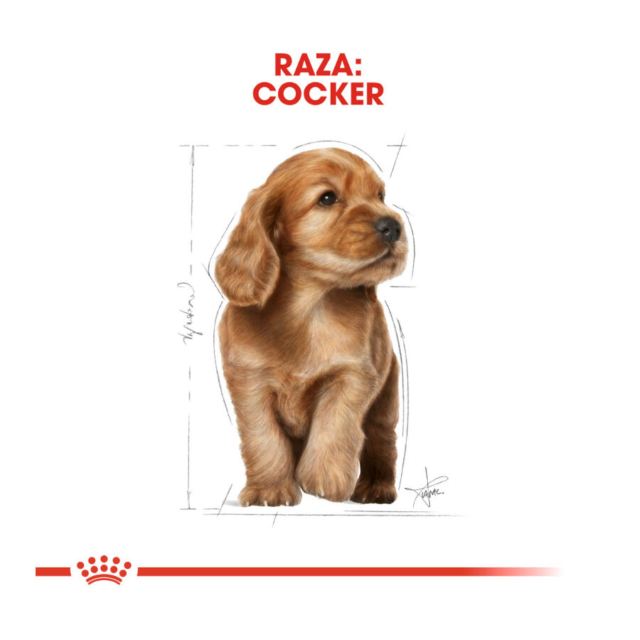3 kg Royal Canin Puppy Cocker ra&ccedil;&atilde;o para c&atilde;es, , large Imagem n&uacute;mero 4